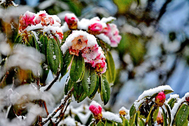 轎子雪山.jpg